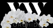 vw-orchids